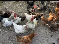 Chickens — 照片 1