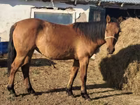 Էգ ձի, Kazakh horse — լուսանկար 2