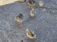 Turkeys — عکس 1