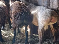 Beran, Hissar sheep — foto 2