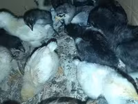 Chickens — عکس 1