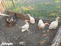 Ducks — zdjęcie 1