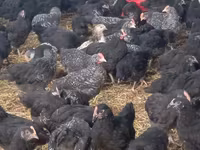 Chickens — foto 4