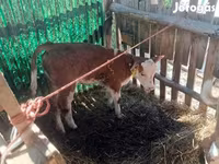 Býk, Simmental cattle — foto 5