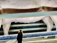 Sow, Pigs — photo 3
