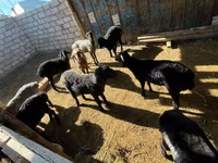 كبش, الأغنام — الصورة 2