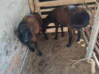 แกะตัวผู้, Rhon sheep — รูปภาพ 2