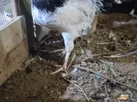Chickens — foto 1