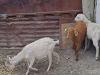 بز ماده, بز — عکس 3