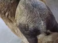 بز ماده, Nubian Goat — عکس 5