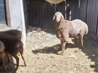 Baran, Arashan sheep — zdjęcie 1