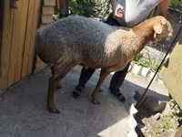 Kambing jantan, Sheep — foto 7