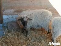 میش, Racka sheep — عکس 5