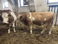 公牛, Simmental cattle — 照片 4