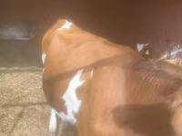 암소, Swiss cattle — 사진 2