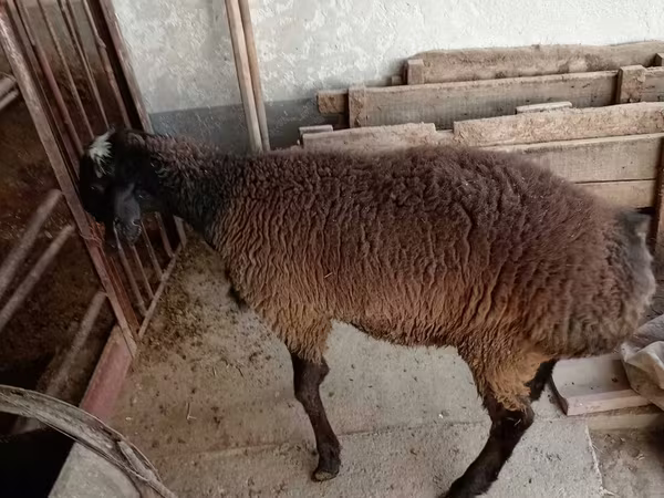 Vædder, Blackheaded Persian sheep