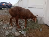 Sheep, Arashan sheep — photo 3