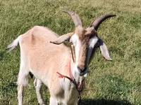Буз, Nubian Goat — акс 3