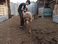 Ovce (šarže, pohlaví neuvedeno), Arashan sheep — foto 5