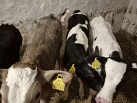 Bik, Simmental cattle — fotografija 6