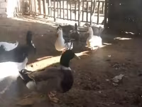 Ducks — عکس 1