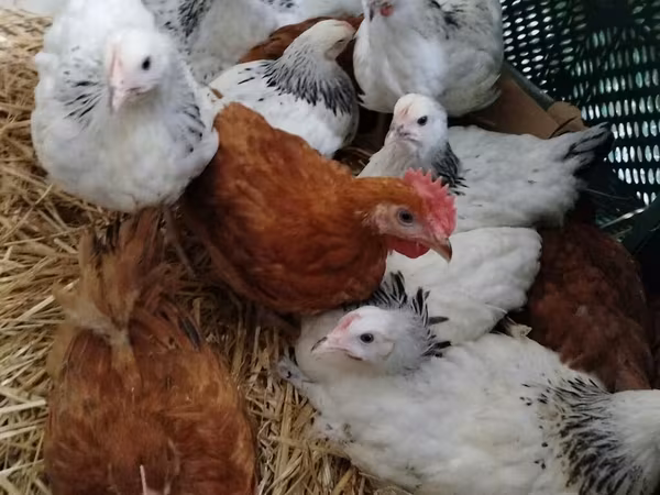 Chickens