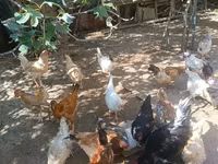 Chickens — عکس 3