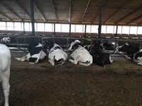 Vacă, Rasa Holstein — foto 4