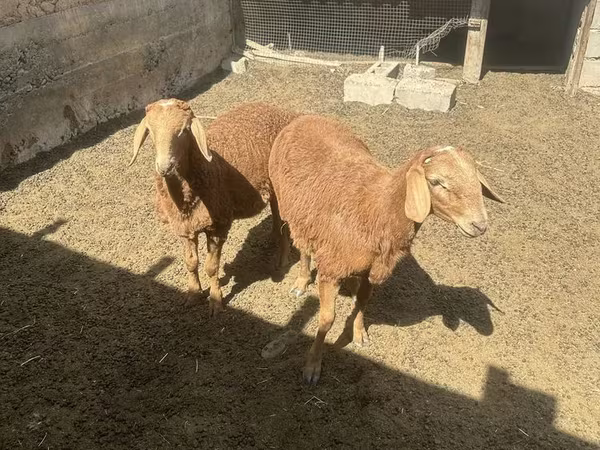 Kambing jantan, Arashan sheep