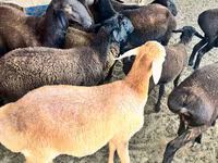 گوسفند (گروه، جنسیت مشخص نشده), گوسفند — عکس 4