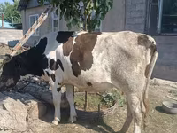 گاو ماده, Russian Black pied cattle — عکس 2