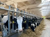 İnek, Holstein ırkı — foto 3