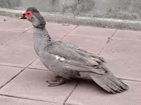 Hausente — Foto 4