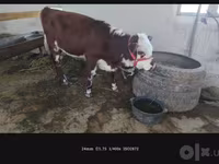 गाय, Simmental cattle — फ़ोटो 6