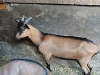 แพะตัวผู้, Alpine goat — รูปภาพ 1