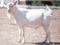 Jarac, Saanen goat — fotografija 2