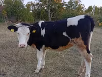 Mucca, Bovini — foto 3