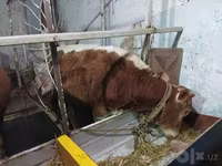 Lembu jantan, Cattle — foto 5