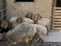 Owca, Arashan sheep — zdjęcie 4