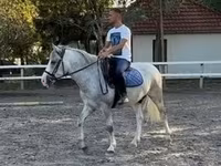 Aygır, Atlar — foto 3