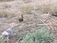 Chickens — sawirka 5