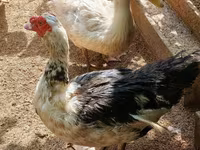 Nemački pekin — fotografija 5