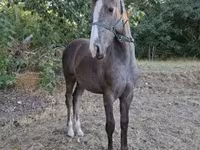 Hengst, Paarden — foto 6