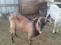แพะตัวเมีย, Alpine goat — รูปภาพ 1