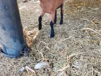 Get, Alpine goat — foto 2