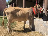 Կով, Ջերսի ցեղատեսակ — լուսանկար 5