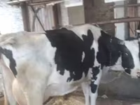 Ko, Swiss cattle — foto 4
