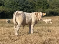 ወንድ በሬ, Charolais cattle — ፎቶ 2