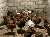 Chickens — عکس 1