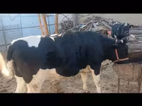 گاو و گوساله (گروه، جنسیت مشخص نشده), Russian Black pied cattle — عکس 2